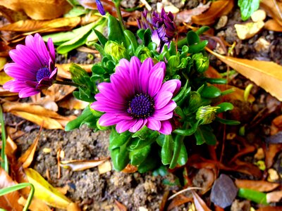 Blossom botany floral photo