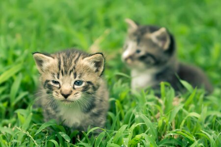 Adorable animal cat