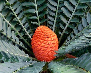 Nature exotic plant