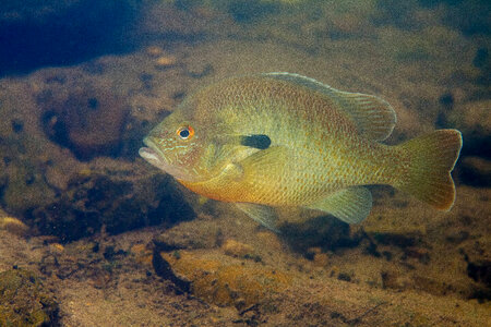 Redbreast sunfish-2 photo