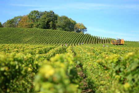 Agriculture countryside vineyard