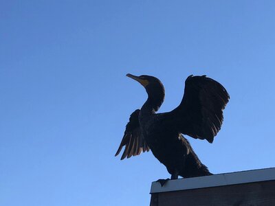 Black cormorant wings photo