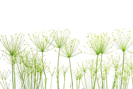 Background nature factory