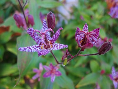 Purple lily buds