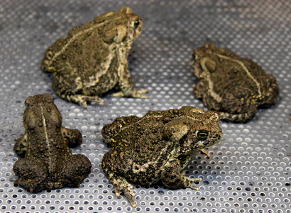 Wyoming toads-2