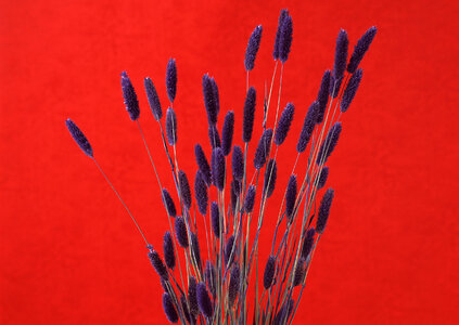 Dried blue grass flower photo