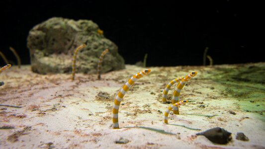 Sea nature animal