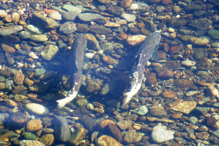 Chinook Salmon photo