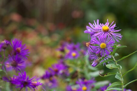 Aster Astereae blossoming England