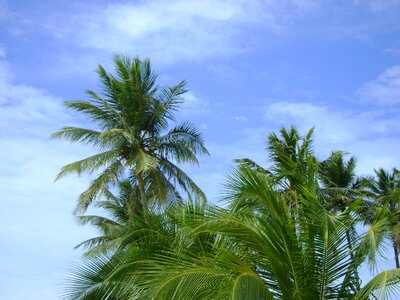 Paradise green tree photo