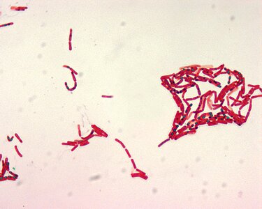 Bacillus greenery magnification photo