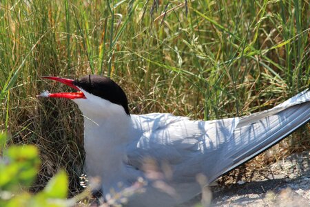 Water bird hatching breeding season