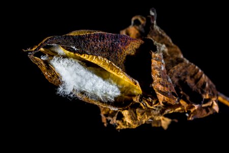 Cotton cotton shrub plant