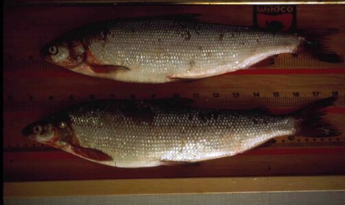 Fish measurement Megaptera novaeangliae photo