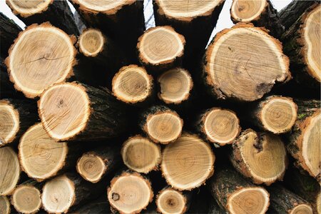 Wood logging trees photo