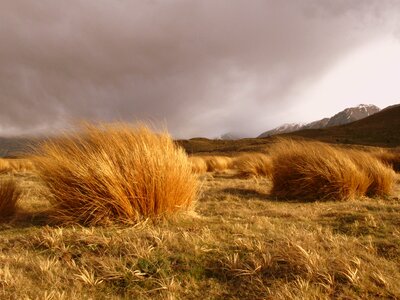 Field grass wind