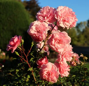 Pink beautiful close up photo