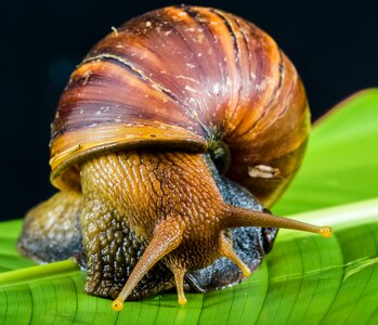 Land snail reptiles mollusk