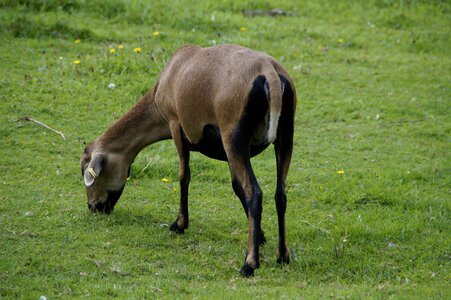 Grass pasture animal photo