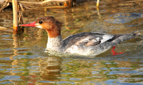 Common Merganser photo