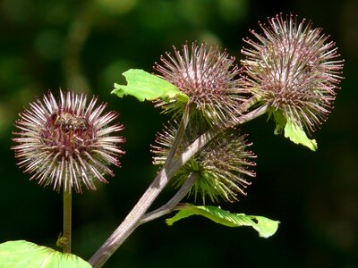Liable nature prickly