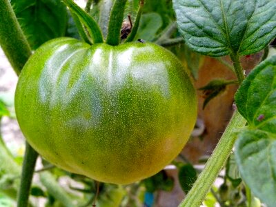 Greenery haulm tomato