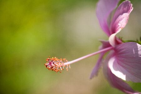 Pink Hibiscus