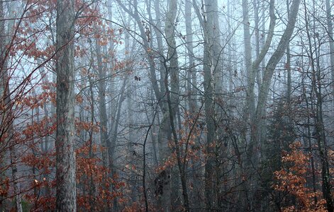 Dormant trees landscape wilderness photo