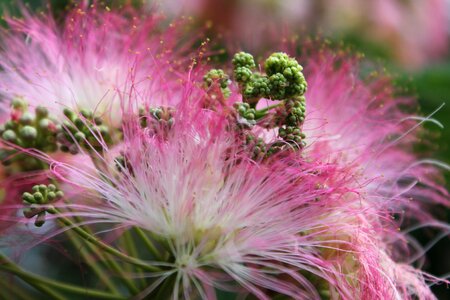 Mimosa silk summer