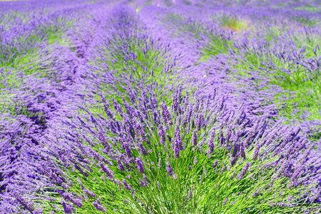 Agriculture aroma beautiful flowers