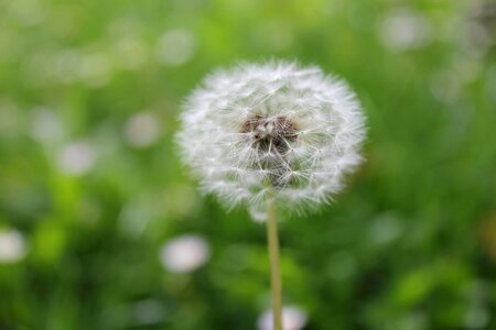 Dandelion close-up plant