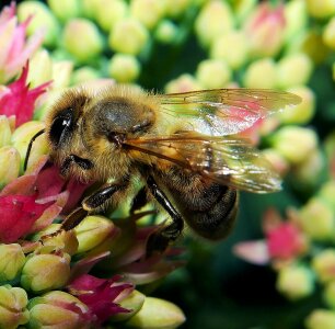 Close up pollination macro photo