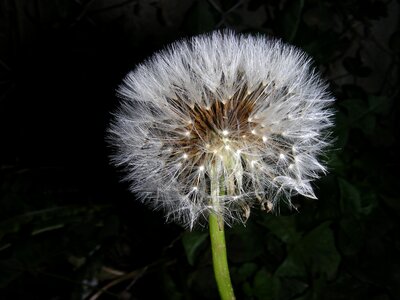 Dandelion macro wind