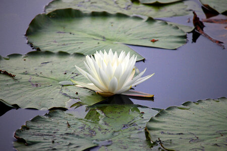 White water lily blossom