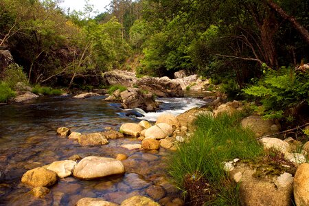 Creek environment foliage photo