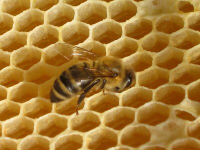 Honeycomb honey bee wax photo