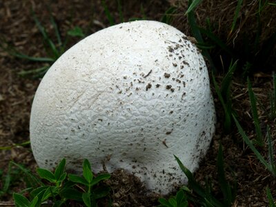 Large umbrinum calvatia mushroom genus photo
