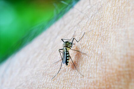 Dengue malaria sri lanka
