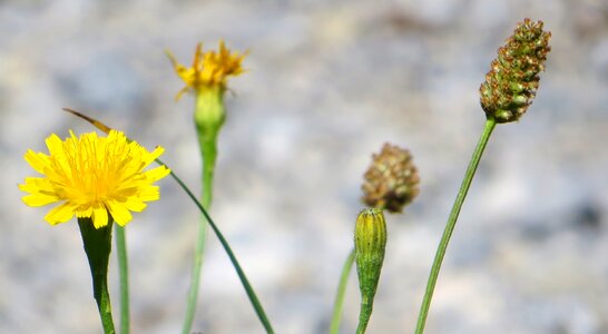 Rest flower yellow photo