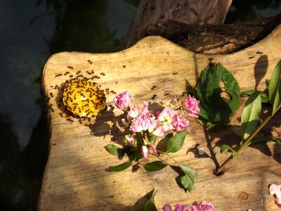 Ants leaf cutter ant food