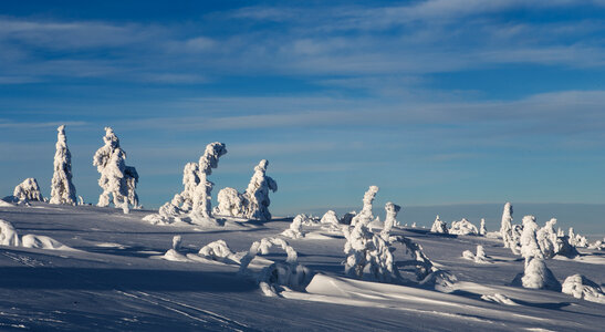 Trees covered with hoarfrost and snow in mountains photo