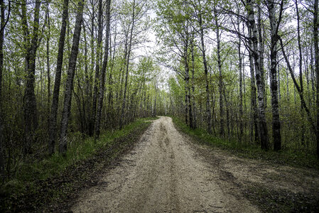 Hiking Path through the woods at Zippel Bay State Park, Minnesota photo