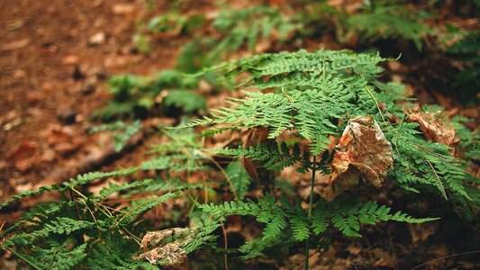 Conifer environment evergreen photo