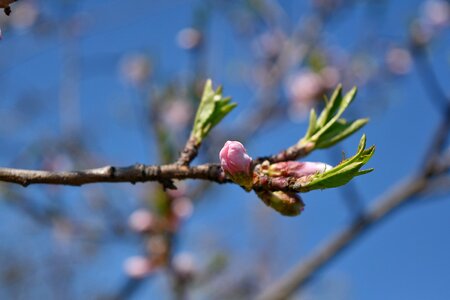 Tree nature branch photo