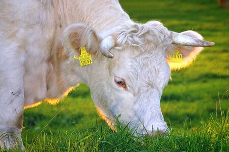 Animal beautiful photo cattle