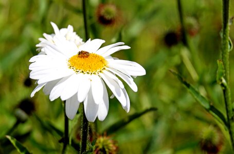 Animal arthropod beautiful flowers