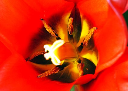 Blossom flora flower