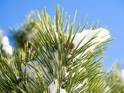 Pine Leaves Covered in Snow Under Blue Sky photo