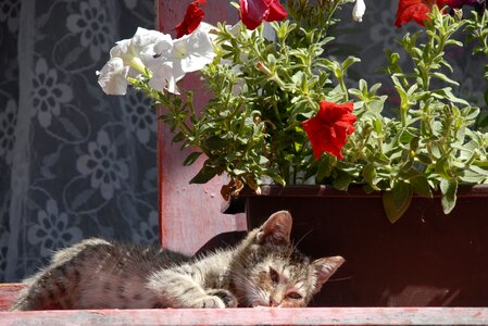 Laying summer warm