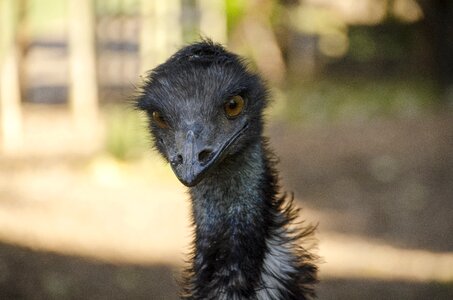 Nature animal flightless photo